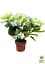 Саженец Agro-Market LMTD Гортензия крупнолистая цветущая 2-х летняя Early Blue (20-30см) (62357) - миниатюра 2
