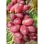 Саджанець Agro-Market Виноград Шахін Ірану (ранній термін дозрівання, грона добре зберігаються і транспортуються) 1 шт. в упаковці (17707) - мініатюра 1