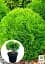 Саджанець Agro-Market Туя західна Danica (Thuja occidentalis) С2 висота 15-20 см 1 шт. в упаковці (71808) - мініатюра 2