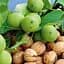 Саженец Agro-Market Орех грецкий привитый Walnut высота 90-100см (181251) - миниатюра 1