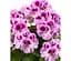 Саженец Agro-Market Пеларгония Королевская Aristo Orchid (контейнер №10 высота 10-20 см) (49115) 1 шт. в упаковке - миниатюра 1