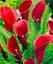 Саженец Agro-Market Калли Majestic Red 1 шт. в упаковке (23423) - миниатюра 1