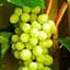 Саженец Agro-Market Виноград Совиньон Блан (Sauvignon Blanc) винный сорт, средний срок созревания) 1 шт. - миниатюра 1