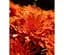 Саженец Agro-Market Хризантема мультифлора шаровидная Osteria Orange (112817) 1 шт. в упаковке - миниатюра 1