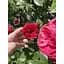 Роза английская Agro-Market Red Piano саженец класса АА+ высший сорт 1 шт. в упаковке (52261) - миниатюра 3