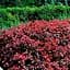 Саджанець Agro-Market Барбарис Тунберга 3-х річний Atropurpurea Nana С3, висота саджанця від 25см (175131) - мініатюра 1