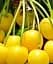 Саджанець Agro-Market Вишня жовта (узкопірамідальна) 1 шт. в упаковці (48858) - мініатюра 1