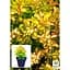 Саженец Agro-Market Барбарис Тунберга 3-х летний Limoncello' BailErin С2 высота саженца от 25 см (61533) 1 шт. в упаковке - миниатюра 4