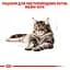 Вологий корм для дорослих кішок породи мейн-кун Royal Canin Maine Coon Adult, шматочки в соусі, 85 г - мініатюра 2