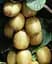 Саженец Agro-Market Киви Hayward LMTD (женский сорт, укорененный) (138495) из Нидерландов 1 шт. в упаковке - миниатюра 1