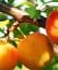 Саджанець Agro-Market Алича Злато Скіфів (літній сорт, ранній термін дозрівання) 1 шт. в упаковці (39998) - мініатюра 1