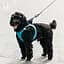 Шлея для собак Xiaomi JORDAN & JUDY Harness for Dogs Size L (PE073) Blue [51122] - миниатюра 4