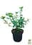 Саженец Agro-Market Азалия Японская Блю Данубиа (Azalea japonica Blue Danube) C2 высота 20-50см (62285) - миниатюра 2