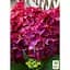 Саженец Agro-Market Гортензия крупнолистовая 2-х летняя Speedy Red Purple высота саженца 25-45 см (183491) 1 шт. - миниатюра 2