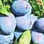Саженец Agro-Market Слива Джойо (осенний сорт, поздний срок созревания) (39981) 1 шт. в упаковке - миниатюра 1