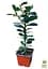 Саженец Agro-Market Падуб остролистный (Ilex aquifolium) вазон Р9 (178885) - миниатюра 8