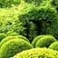 Саженец Agro-Market Самшит вечнозеленый Таинственная красота (Buxus sempervirens) (25822) - миниатюра 1