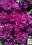 Хризантема Садова Cherry Lace (висота 30-50см) (63389) 1 саженец - мініатюра 4
