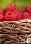 Саджанець Agro-Market Малина Джоан Джей 2 шт. в пакуванні (44767) - мініатюра 3