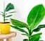 Саджанець Agro-Market Банан карликовий яскраво-жовтого кольору Сальвадор (Salvador) (преміальний, високоврожайний, солодкий сорт) (47710) 1 шт. в упаковці - мініатюра 2