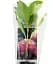 Гортензия Agro-Market Unbeatable beauty крупнолистная 1 саженец в упаковке (36527) - миниатюра 2