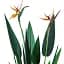 Штучна рослина Engard Strelitzia 120 см (TW-25 ) - мініатюра 2