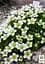 Саженец Agro-Market Камнеломка Арендса White Pixie (50787) - миниатюра 2