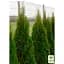 Саджанець Agro-Market Туя західна Smaragd Witbont (контейнер Р9, висота 10-20 см) (25017) - мініатюра 2