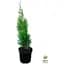 Саджанець Agro-Market Туя західна Smaragd (Thuja occidentalis Smaragd) C2, висота 30-40см (62744) - мініатюра 2