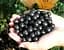 Саженец Agro-Market Смородина насыщенно-черная Черный лебедь (Black Swan) премиальный морозостойкий сорт, крупные ягоды) 1 шт. в упаковке (48175) - миниатюра 2