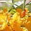 Саджанець Agro-Market Азалія (рододендрон гібридний) Goldpracht (177743) - мініатюра 1