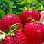 Саженец Agro-Market Клубника ярко-красная Планета (Planet) (премиальный ремонтантный сорт, высокоурожайная) 5 шт. в упаковке (48180) - миниатюра 1