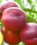 Саженец Agro-Market Нектарин Харко (лысый персик, летний сорт, средний срок созревания) 1 шт. в упаковке (39944) - миниатюра 1