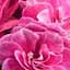 Пеларгонія ампельна махрова "Vintage Rose" (189809) 1 саженец - мініатюра 1