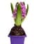 Луковица Agro-Market Гиацинт Splendid Cornelia 1 шт. в упаковке (50650) - миниатюра 4
