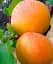 Саженец Agro-Market Абрикос Робада (летний сорт, ранний срок созревания) 1 шт. в упаковке (39862) - миниатюра 1