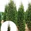 Ель обыкновенная Agro-Market Cupressina ком/сетка высота 150-170 см 185192 1 саженец в упаковке - миниатюра 1