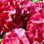 Саженец Agro-Market LMTD Гортензия крупнолистая цветущая 3-х летняя Early Rood (30-40см) (62547) - миниатюра 1