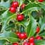 Саженец Agro-Market Падуб остролистный (Ilex aquifolium) вазон Р9 (178885) - миниатюра 1