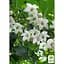 Саджанець Agro-Market Проліскове дерево Styrax japonicus (красиве, компактне, з ароматом пролісків) (181403) - мініатюра 2