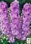 Саженец Agro-Market Дельфиниум махровый Lavender White Bee (72153) - миниатюра 2