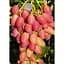 Саджанець Agro-Market Виноград Анжеліка (Ксенія) 1 шт. в упаковці (20083) - мініатюра 3
