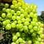 Саджанець Agro-Market Виноград Коктейль (кишміш раннього терміну дозрівання) 1 шт. в пакуванні (101868) - мініатюра 1