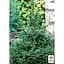 Саджанець Agro-Market Ялина звичайна Will's Zwerg C2, висота 15-20 см (176880) - мініатюра 4