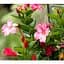 Саженец Agro-Market Диплодения (Mandevilla) Climbing Hot Pink (цветущая лиана) (184675) 1 шт. - миниатюра 1