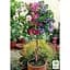 Саджанець Agro-Market Гібіскус сирійський Tricolor С2 висота 70-90 см (183473) 1 шт. в упаковці - мініатюра 2