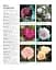 Grow Roses. Essential Know-how and Expert Advice for Gardening Success - мініатюра 6