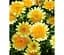 Саженец Agro-Market Остеоспермум Margarita Double Yellow (контейнер №10 высота 10-20 см) (64501) 1 шт. в упаковке - миниатюра 1