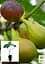 Саженец Agro-Market Инжир Рандино коричневый 2 летний (ремонтантный, ранний сорт) 1 шт. в упаковке (52632) - миниатюра 3