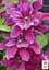 Саженец Agro-Market Клематис 3-х летний My Beauty С2 (61677) - миниатюра 4
